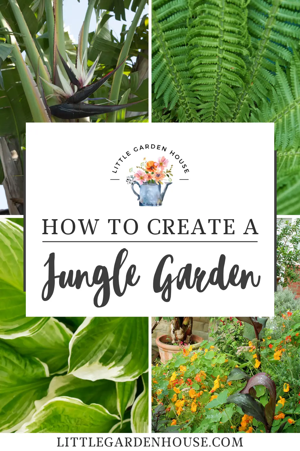 How to Create a Tropical Jungle style garden