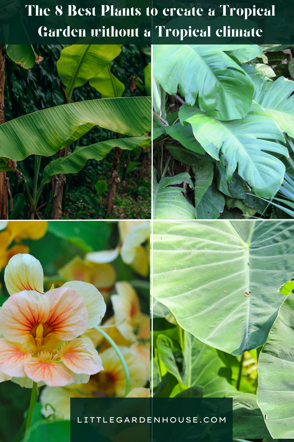 The 8 best plants to create a small Tropical Garden without a Tropical climate