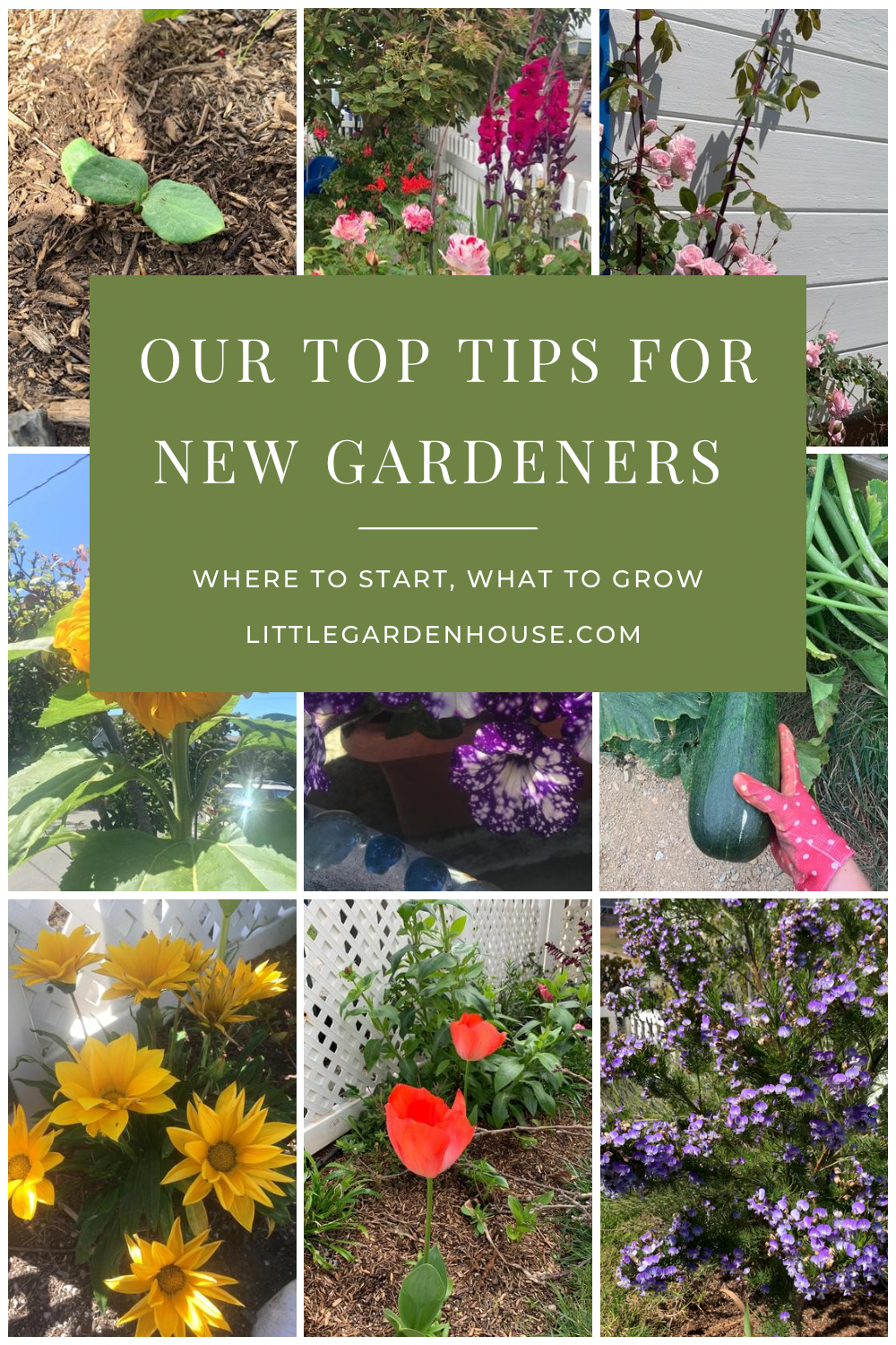 Our Top Tips for New Gardeners